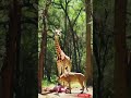 giraffe gives birth to something strange… lion on guard animals fynny shots