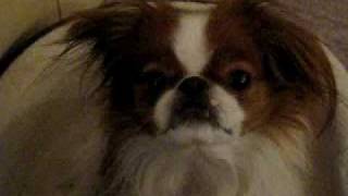 Japanese Chin - Joseph