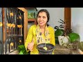 എന്റെ വീട്ടിലെ 13 തരം മണി പ്ലാന്റ് money plant care pothos care malayalam money plant bushy tips