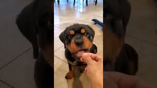 cute Rottweiler Puppy #funnypetvideos #petlovers #rottweiler