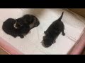 子猫を3匹保護しました saved baby cats.