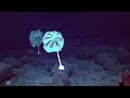 Why Do Deep Sea Creatures Evolve Into Giants