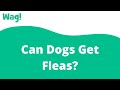 Can Dogs Get Fleas? | Wag!