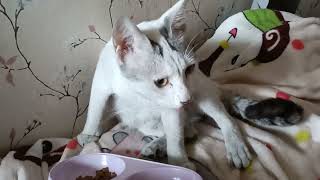 COCO  AFTER 3 DAYS- Vlog#336 #cat #catlover