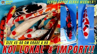 KOI JUMBO BERKUALITAS LOKAL \u0026 IMPORT READY PAMAN!! SIZE 45-60 CM GRADE A HQ SUPER JOS!!