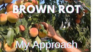 Brown Rot My thoughts