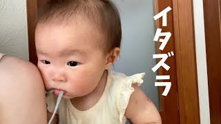 【生後10ヶ月】イタズラ絶好調!!証拠隠滅する赤ちゃんが可愛すぎた(笑)→ mischief