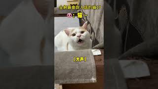 全網最會說人話的貓17-今天是乖貓#cat #cutecat #healing #funny #cuteanimal