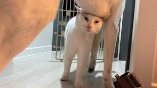 고양이 적극적인 애정표현에 놀란 강아지 ㅣ 진돗개 Jindo dog’s reaction of cat’s love expression 대형견