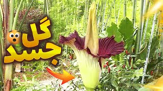 گیاهان گوشت خوار☘️با بد بو ترین و چندش آور ترین گل دنیا یعنی گل جسد آشنا شوید