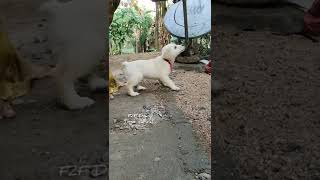 ഞാൻ ഉള്ളപ്പോൾ ഈ പരുപാടി ഇവിടെ പറ്റില്ലഹെ 🤣 #funny #dog