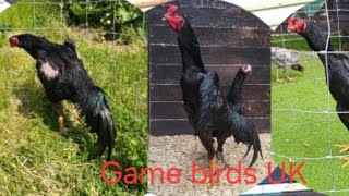 Full black pure o shamo @gamebirdsuk571 #best #black #shamo #chicken #uk #likeandsubscribe