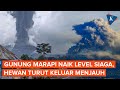 Tanda-tanda Gunung Marapi Sudah Berbahaya, Hewan Keluar Menjauh