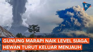 Tanda-tanda Gunung Marapi Sudah Berbahaya, Hewan Keluar Menjauh