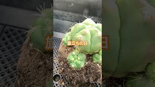 #サボテン#植替え#子株