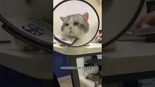 【#陈秃秃的一家】我说这是我们家最傻的猫应该没有争议吧...#邦啊#傻猫  #蓝氏21天喂养体检计划 #蓝氏猫粮