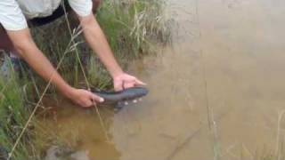 Letting them grow bigger - Snakehead fishing