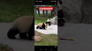 #大熊猫 #panda 神树坪大熊猫汪佳崽崽追笋笋