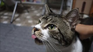 あ～！舌が大暴走！？背中を掻いてあげると舌をペロペロしちゃう猫リキちゃん☆変な癖の猫【リキちゃんねる　猫動画】Cat video　キジトラ猫との暮らし