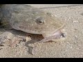 IFISHTV Forster Tuncurry Flathead Fishing Landbased with Soft Plastics