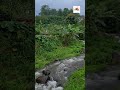 SUNGAI CIBURUY GUNUNG GEDE PSMGRANGO KETIKA MUSIM HUJAN (@ Babeh AmirudinArt)