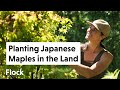 Planting a JAPANESE MAPLES (Acer palmatum) in Your Landscape — Ep. 111