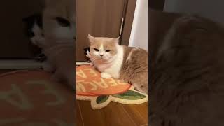 【黄桃不是猫】欢迎收看《可爱小奶猫和它的怨种哥哥》