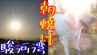 新東名サービスエリア。駿河湾沼津下りは日の出が最高【ラブラドールレトリバーどん】大型犬のぶらり旅