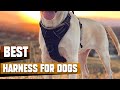 Best Harness for Dog In 2024 - Top 10 Harness for Dogs Review