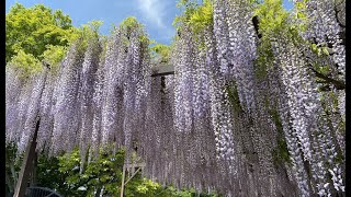 新緑の懐古園やリニューアルした小諸市動物園など～2022年5月