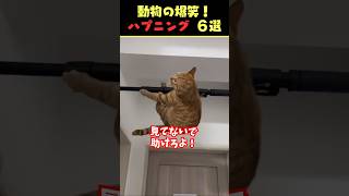 tiktokで5.1億回バズった動物ハプニング動画6選！6Animal Happenings Videos That Got 510 Million Buzz on tiktok!#shorts #犬