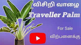 விசிறி வாழை / Traveller palm plants for sale #garden #sale