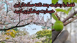 چرا درختا زودتر از بهار شکوفه میزنند و چطوری از سرمازدگی در بهار پیشگیری کنیم