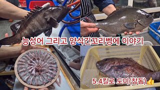 능성어손질 \u0026 재밋는 긴꼬리 벵에돔 양식이야기~