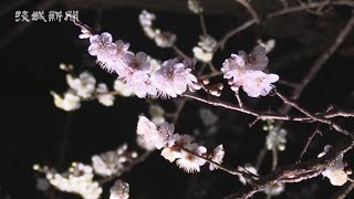 夜の観梅楽しむ　水戸・弘道館で夜・梅・祭