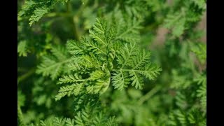 Interdiction de la vente de la plante ARTEMISIA en France