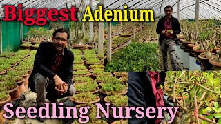 Biggest Adenium Seedling Nursery Near Kolkata. Every kind of Seedlings available here.