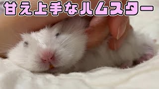 【ゆっくり実況】甘え上手なハムスター　もちおくん