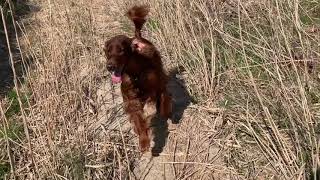 【大型犬のフリー運動】言葉をよく理解するアイリッシュセター★Irish Setter