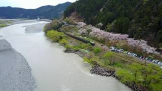 ドローン 鉄道空撮 (大井川鉄道)茶畑と桜のトンネルを疾走するSLを3.5km並走しました