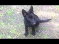 Nero-Black German Shepherd Puppy