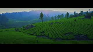 Cinematic Munnar Drone Shot - Dji Mavic Mini