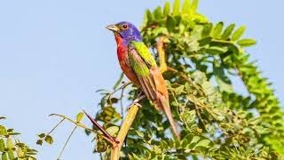 Painted Bunting Portrait / Painted Bunting Song /  Painted Bunting Sound / Bird Song