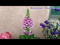 how to grow and care foxgloves digitalis purpurea plant