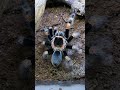 happy dance rotknie vogelspinne brachypelma hamorii