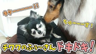 チワワのふぅ～さんドキドキ！ 【ひみつきちなう！③】2019年2月8日