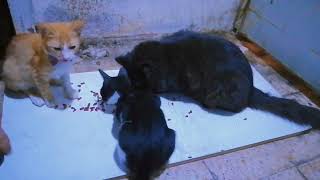 KITTENS KITTY CAT PINA PA SNACKS KO NNG CAT FOOD | JALPOT | NABAWI | MOHANAH