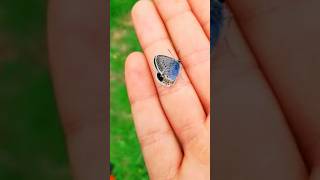 World Small Butterfly Fact Video Intelugu|#shorts#youtube#ytshorts#fact#videos#frog#reels#butterfly