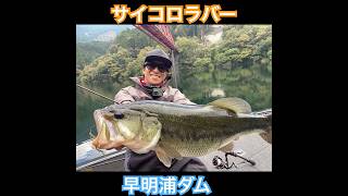 サイコロラバー🐟‼️ #早明浦ダム #バス釣り #bassfishing #fishing #bassboat #japanesefishing #japan