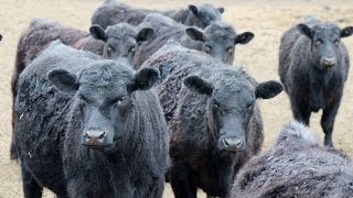 Whitehall Cattle Company 776# Black Angus Steers